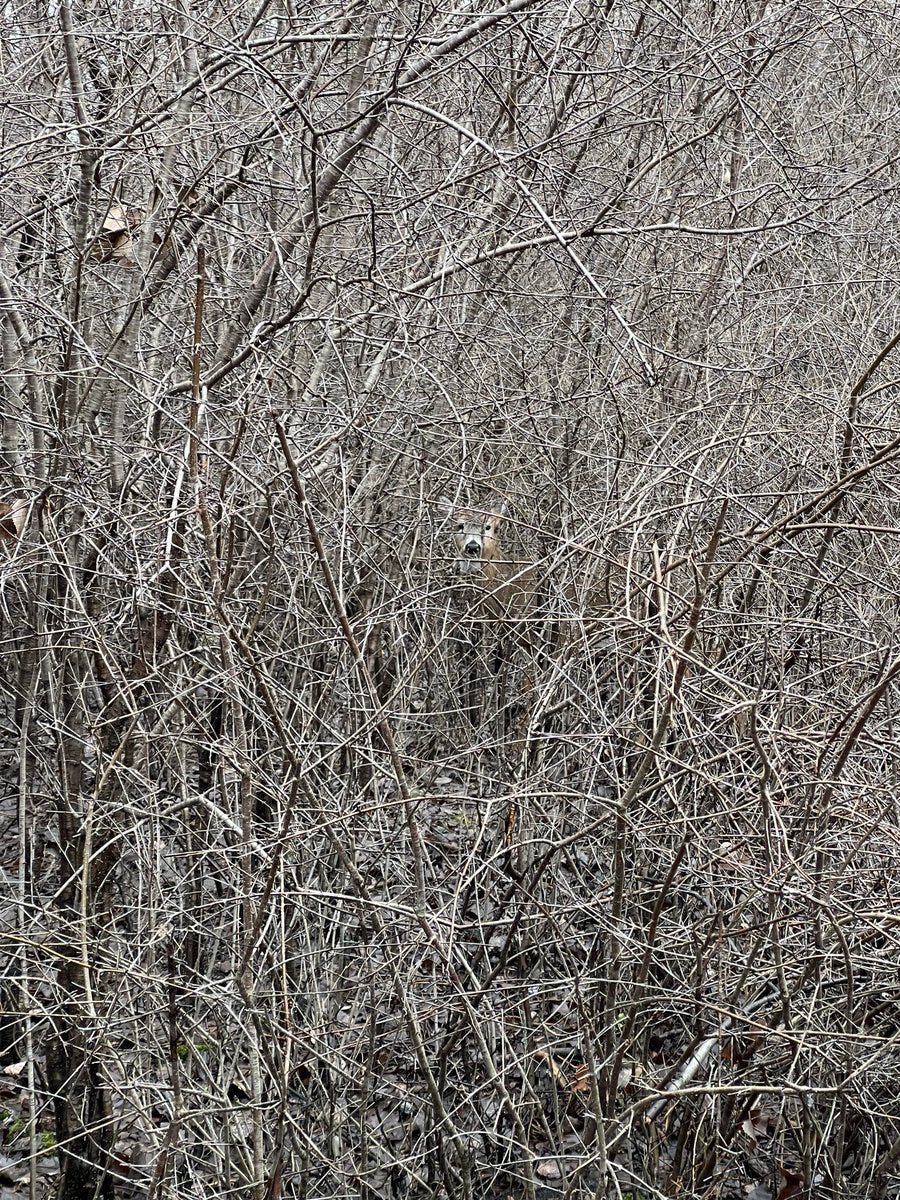 A photo of a thicket of grey/white bare sticks.
Inside is a light brown deer with a black and
white and grey face staring straight at the
camera but somewhat obscured by all the
sticks. It's about two meters away.