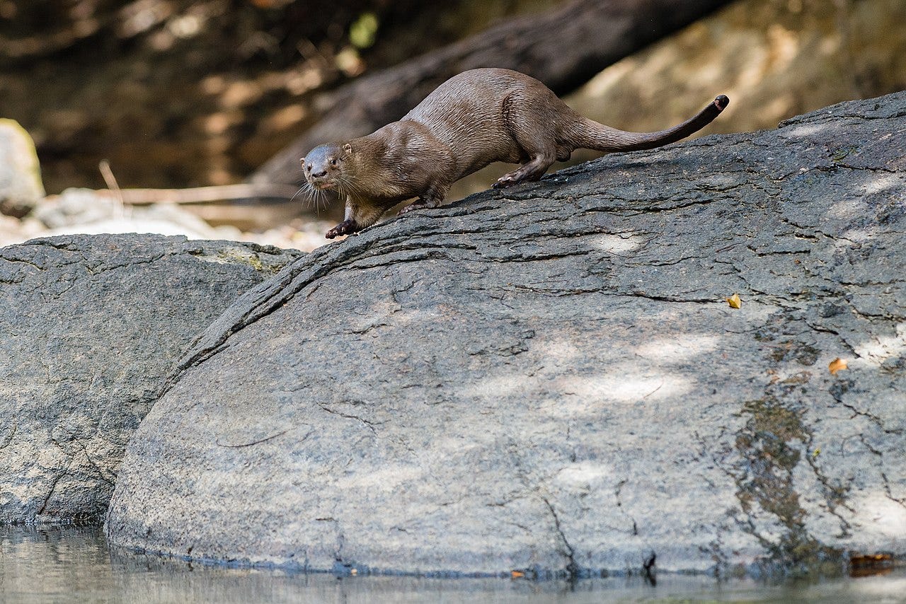 A neotropical river otter stands atop a rock overlooking a body of water