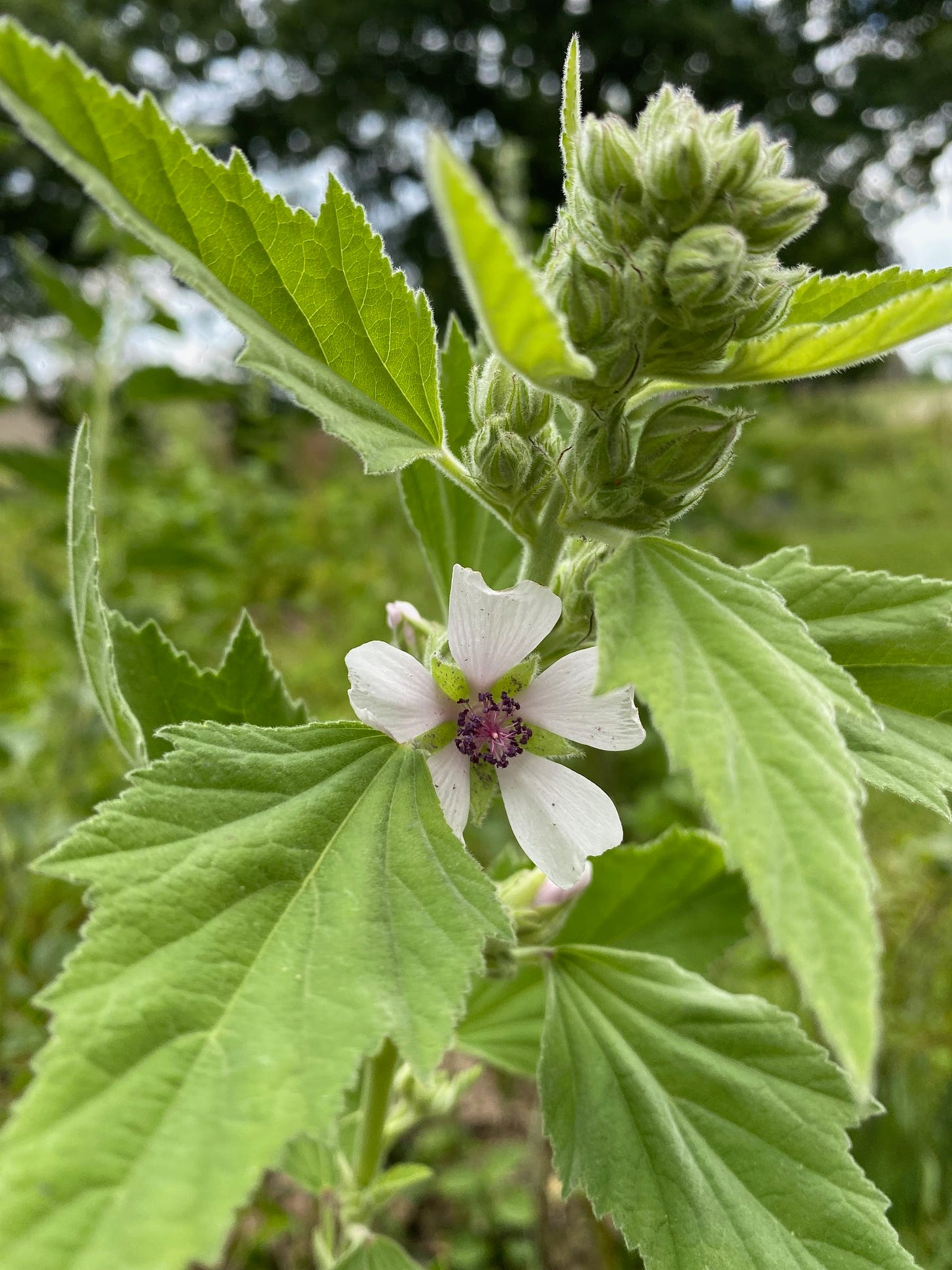 Incredible, edible marsh mallow, Althea officinalis