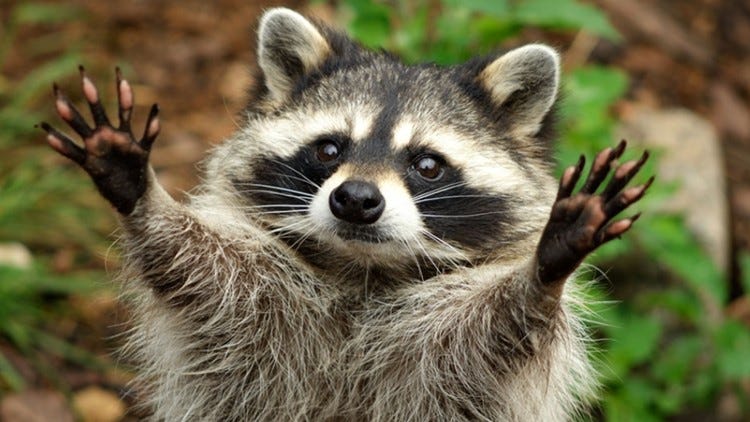 Raccoon causes power outage in Seguin | kens5.com