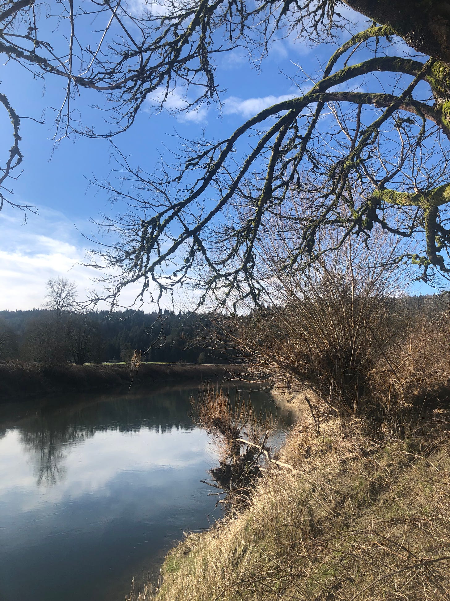 a view of the Snoqualmie River. in the foreground is a tree with moss on the branches. on the slope is dried/dead knotweed and blackberry. it is a sunny day with few clouds in the sky.