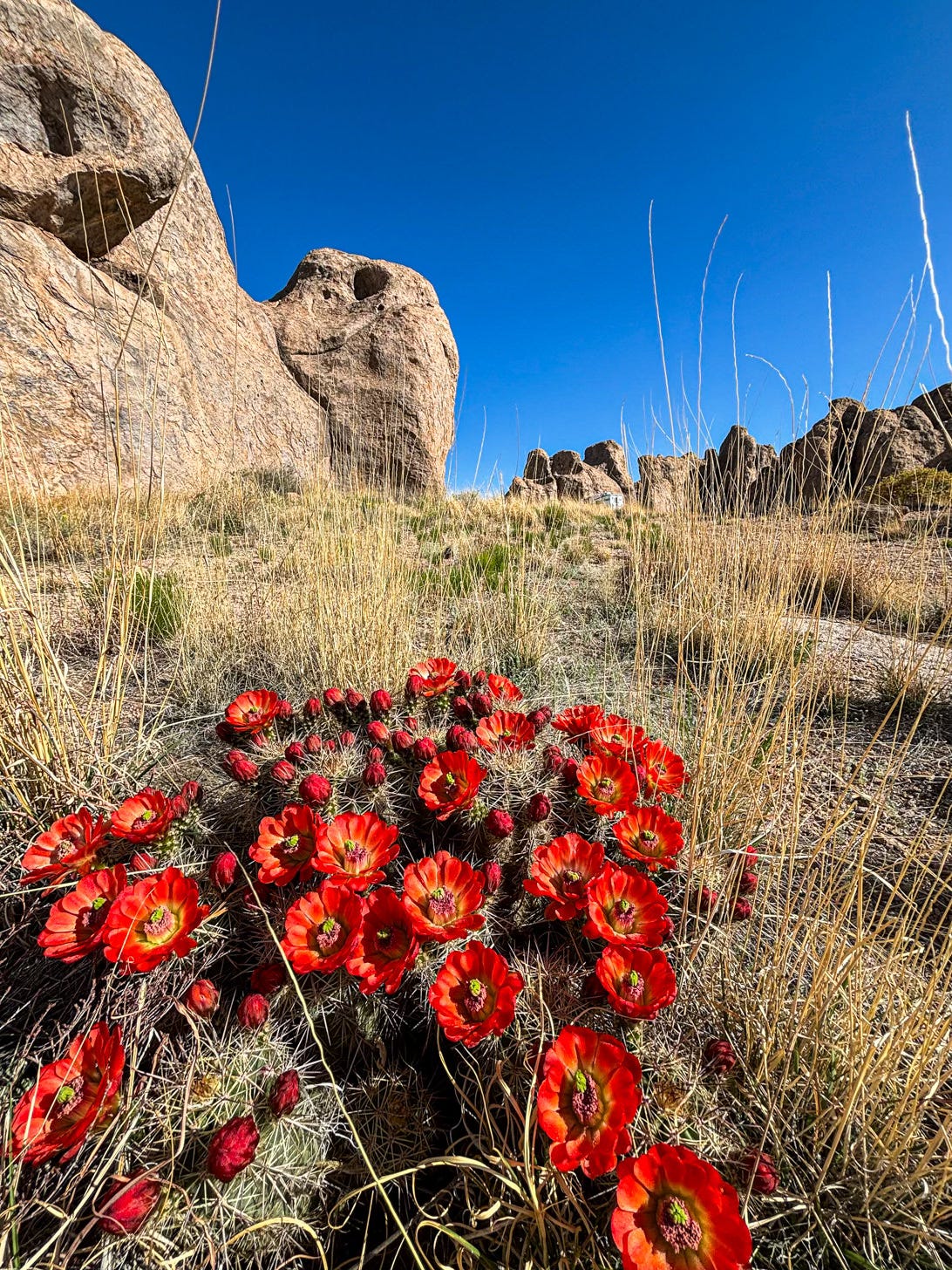 Bright red cactus flowers blooming on desert hill with big rocks in background
