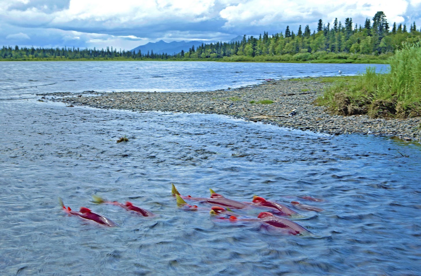 A small herd at the rivermouth