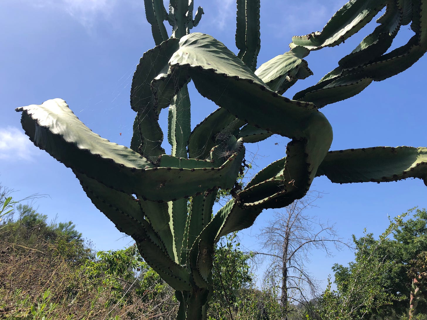 A deep green cactus with twisting branches against a blue sky