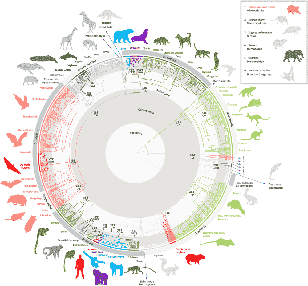 Tree of mammals from Smaers et al. 2021 showing brain size transitions on various branches Tree of mammals from Smaers et al. 2021 showing brain size transitions on various branches