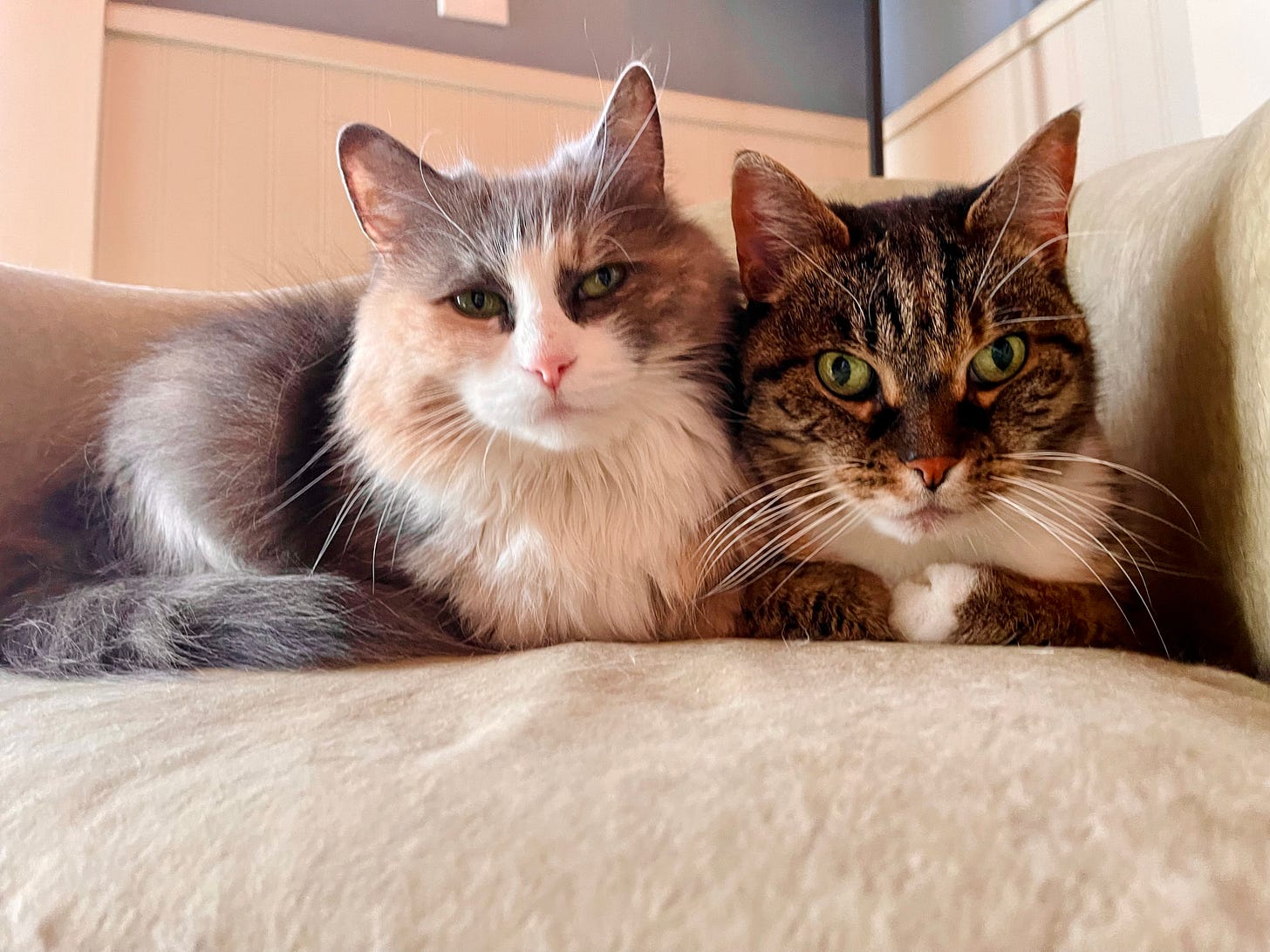 two cats on one chair