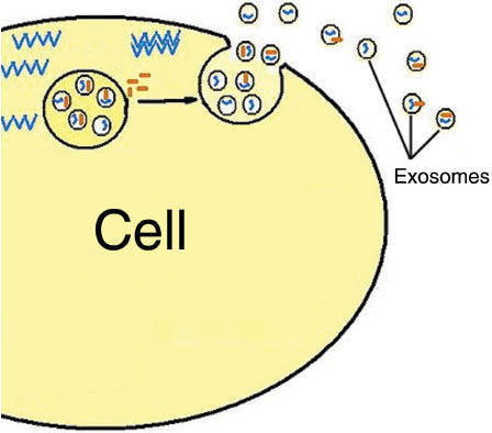 Figure 1: Mechanism of exosome release.