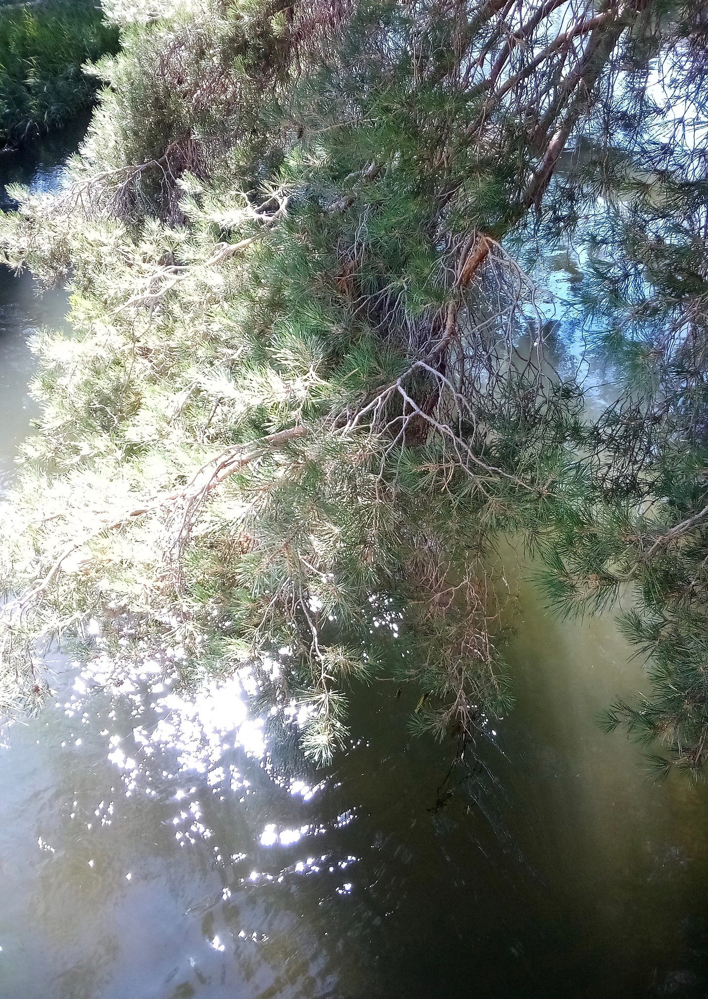 Pine branch hanging over creek