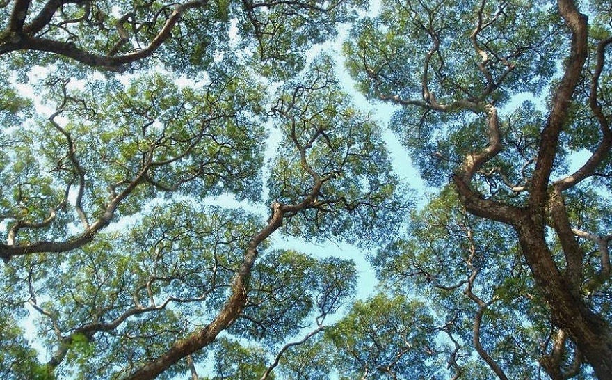 There's a Mysterious Reason Why These Trees Avoid Touching Each Other