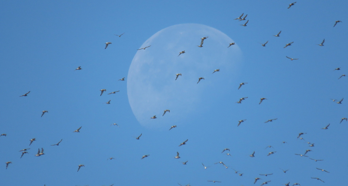 Flocks of wading birds flying past the moon, visible in a bright blue sky