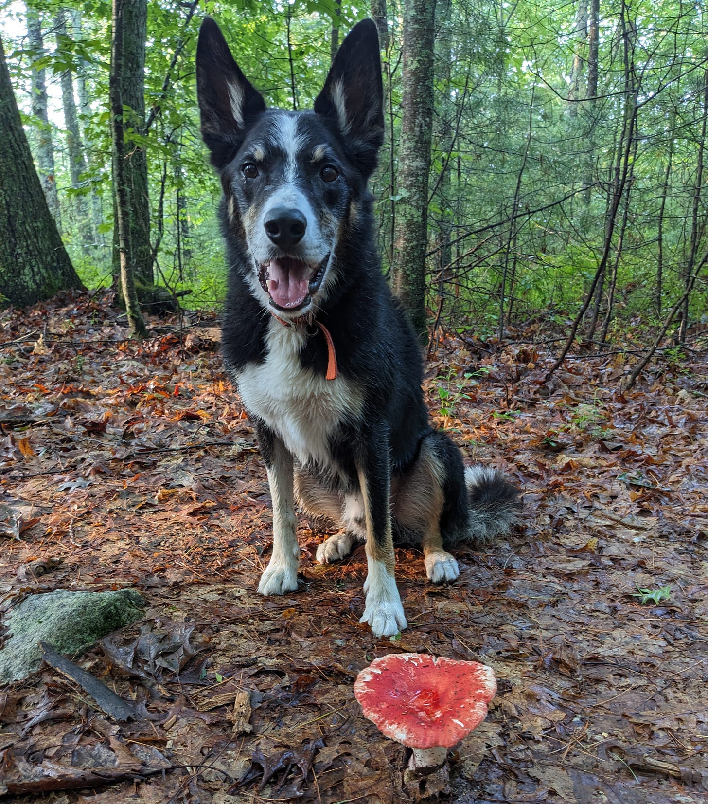 Dog sitting behind a bright red mushroom in the woods