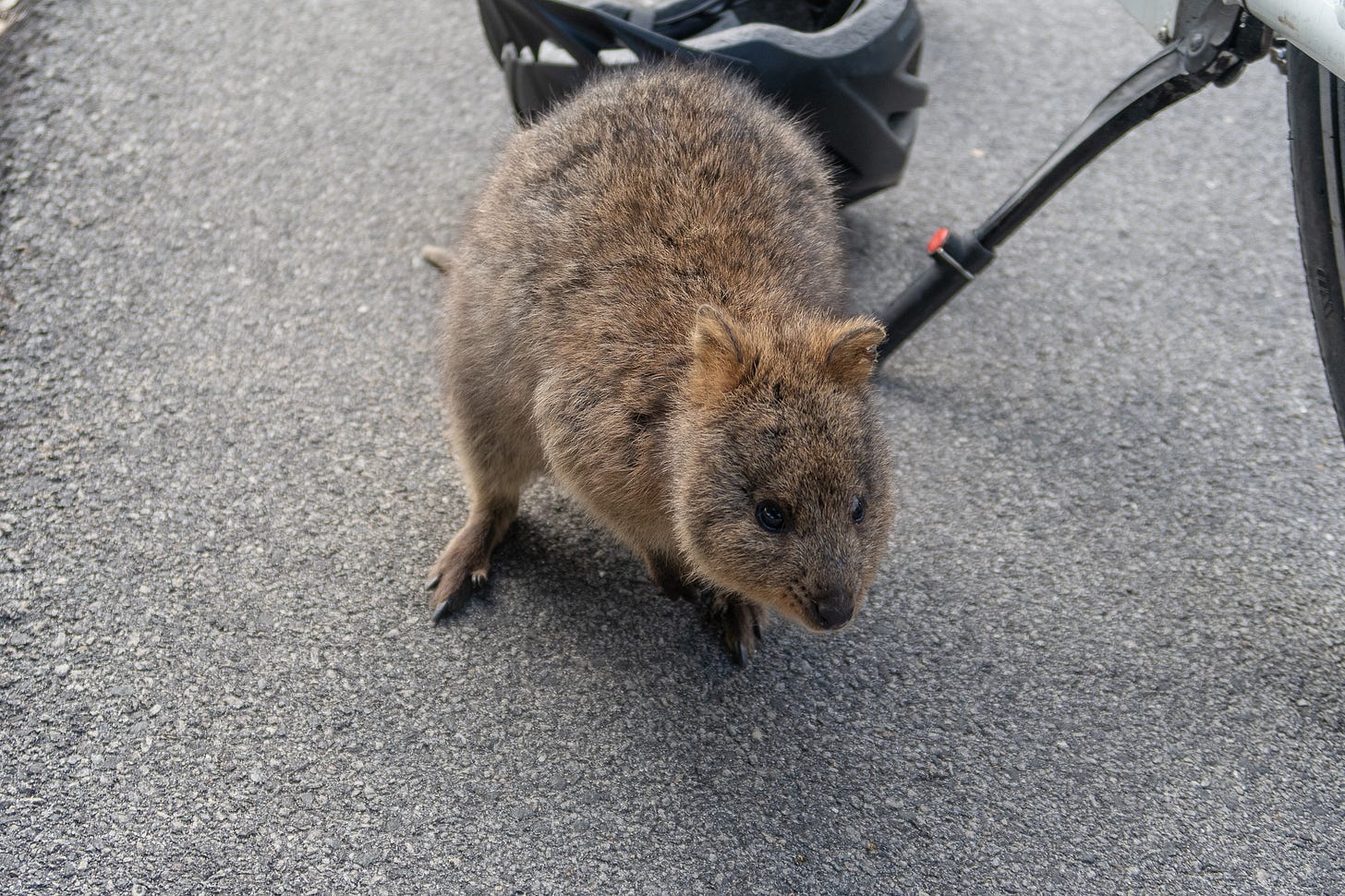 A very cute and curious quokka inspects a bike wheel and helmet on an asphalt road.