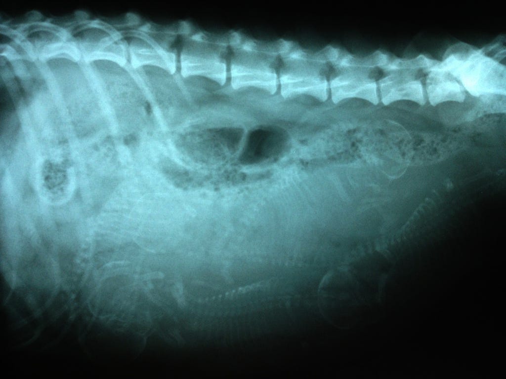 Xray image of mama dog