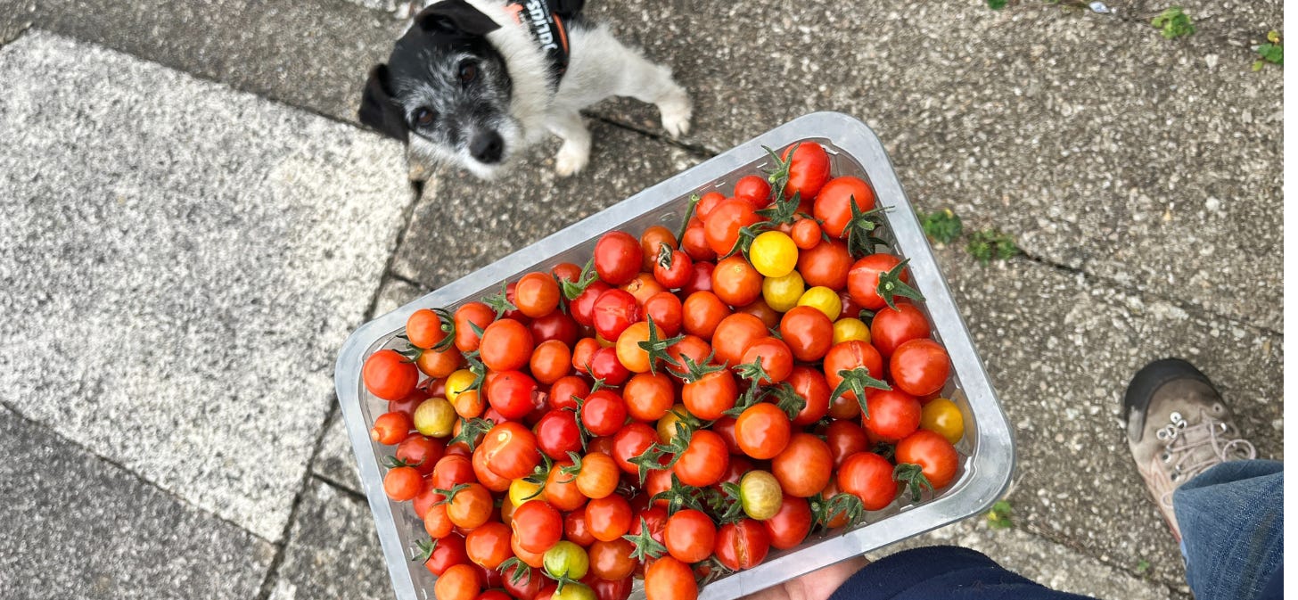 A tub of tomatoes & Kiki dogs face - she's a black & white parsons jack russell