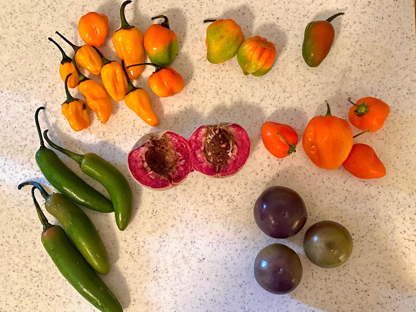 The ingredients for the hot sauce I made last year - habanero peppers, serrano peppers (I believe), purple tomatillos, a pink flesh peach, and I believe I added a little red onion as well. 