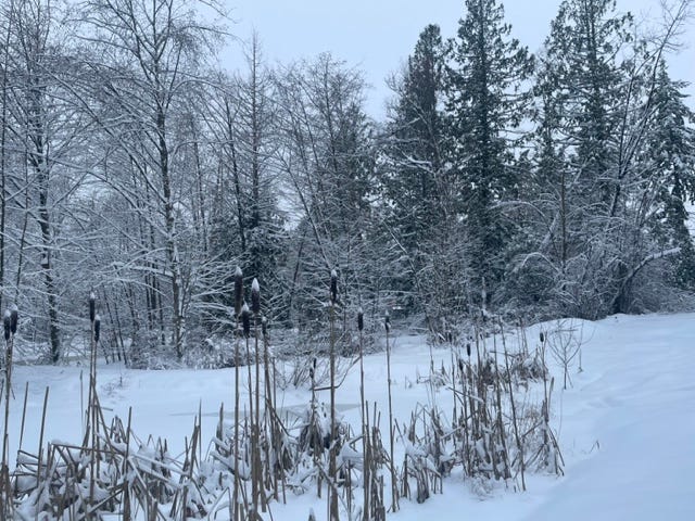 snowy winter landscape 