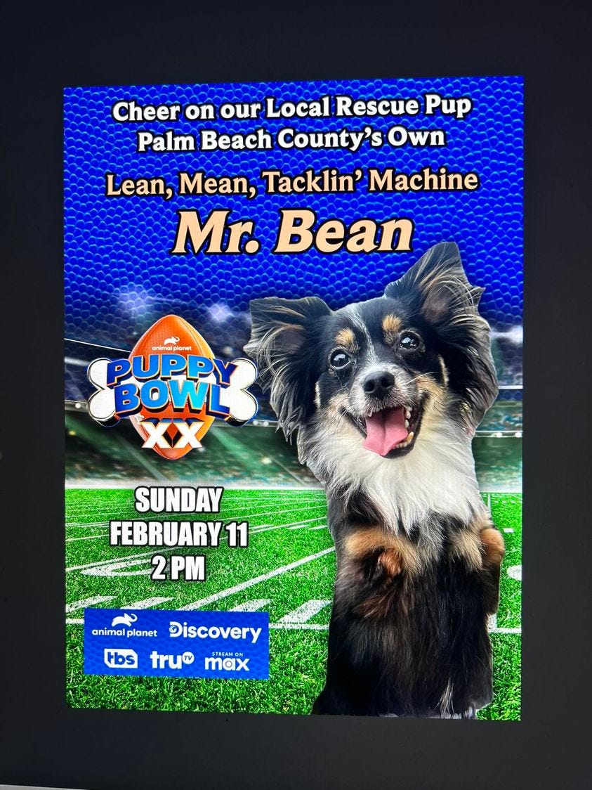 May be an image of dog and text that says 'Cheer on our Local Rescue Pup Palm Beach County 's Own Lean, Mean, Tacklin' Machine Mr. Bean snimelplenet PUPPY BOWL SUNDAY FEBRUARY 11 2PM animal planet Discovery Hbs tru STAAMON STREAMO max'