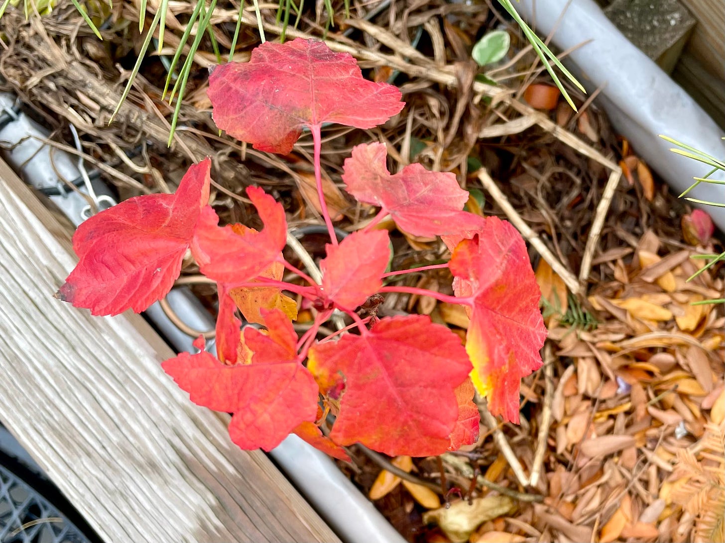ID: Red maple showing red and orange fall colors