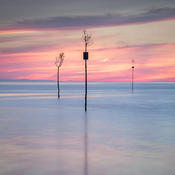 A photograph of three thin trees sticking out of a misty body of water against a pastel pink sky