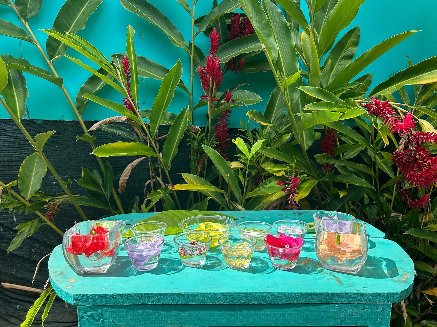 Tropical flower essences such as hibiscus, mimosa, coco, cacao and more sitting in clear glass bowls on an aquamarine wooden table in front of a row of wild ginger with red upright flowers along a blue green wall in Costa Rica. Tropical flower essences such as hibiscus, mimosa, coco, cacao and more sitting in clear glass bowls on an aquamarine wooden table in front of a row of wild ginger with red upright flowers along a blue green wall in Costa Rica.