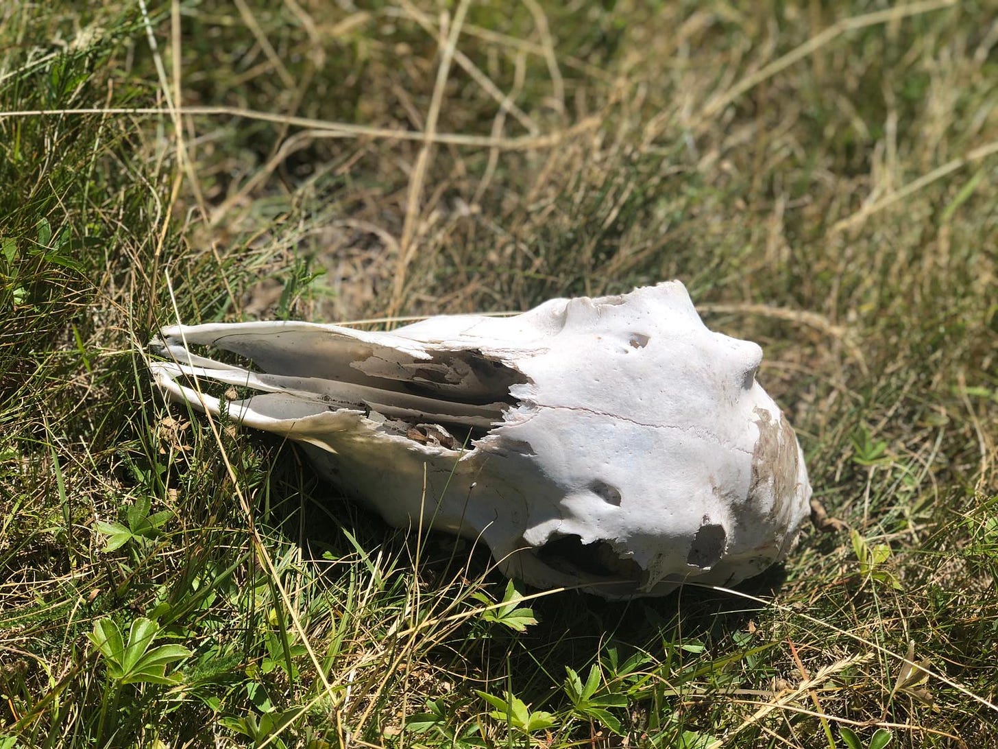 Skull lying in the grass