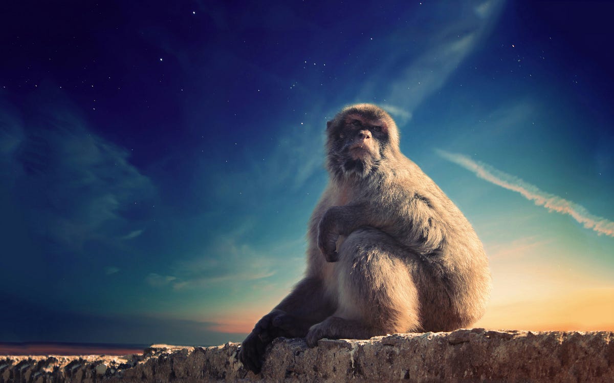 Image of monkey with a blue sky in background.