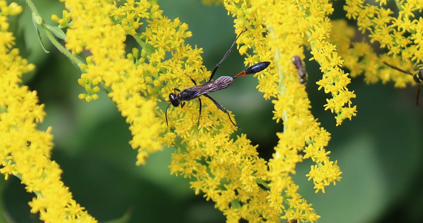 Common Thread-waisted Wasp