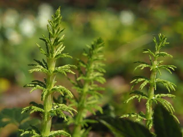 Horsetail | Herbs | Herbal Reality