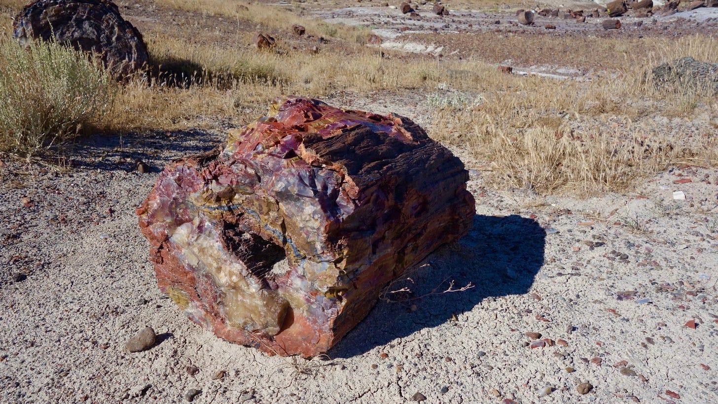 A piece of petrified wood showcases all the colors of the rainbow in Petrified Forest National Park A piece of petrified wood showcases all the colors of the rainbow in Petrified Forest National Park