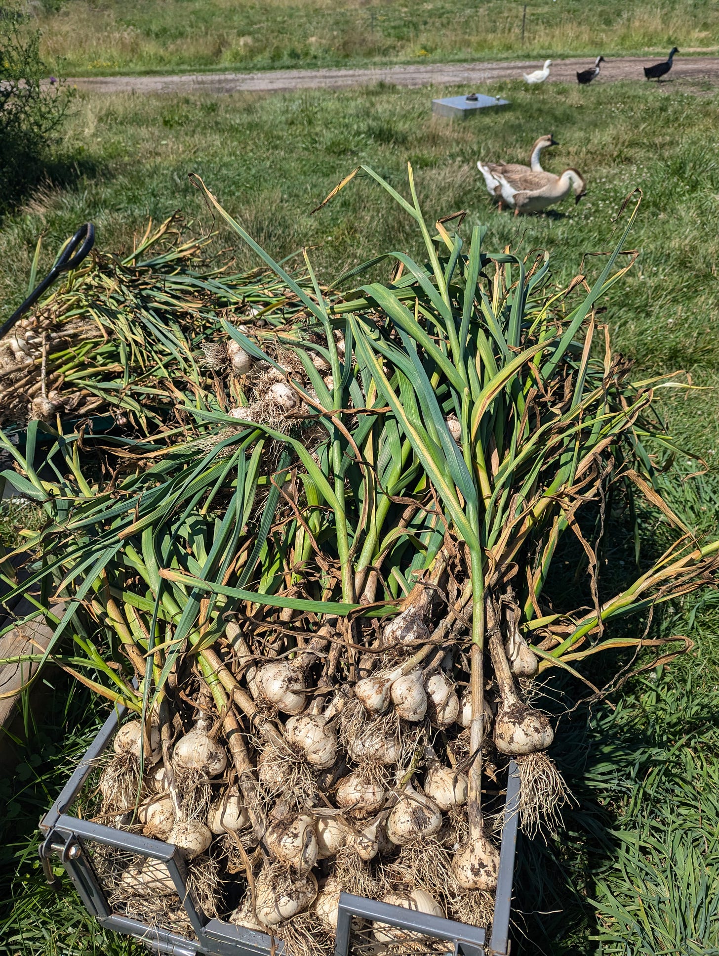 Garlic in trolley with geese in background