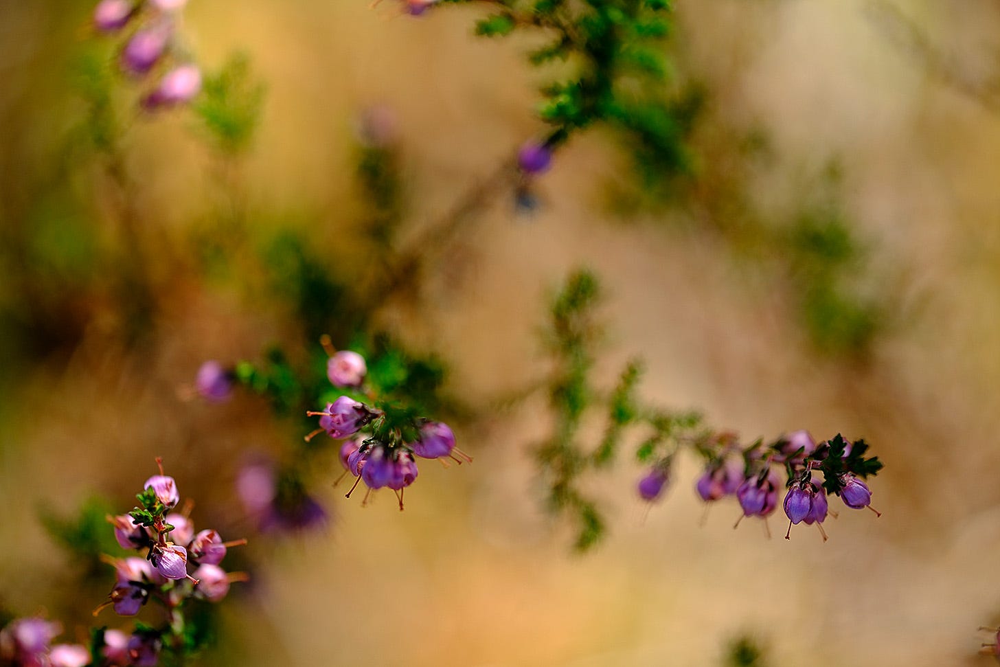 Purple flowers of ling (Calluna vulgaris) seen against the warm tones of the moss