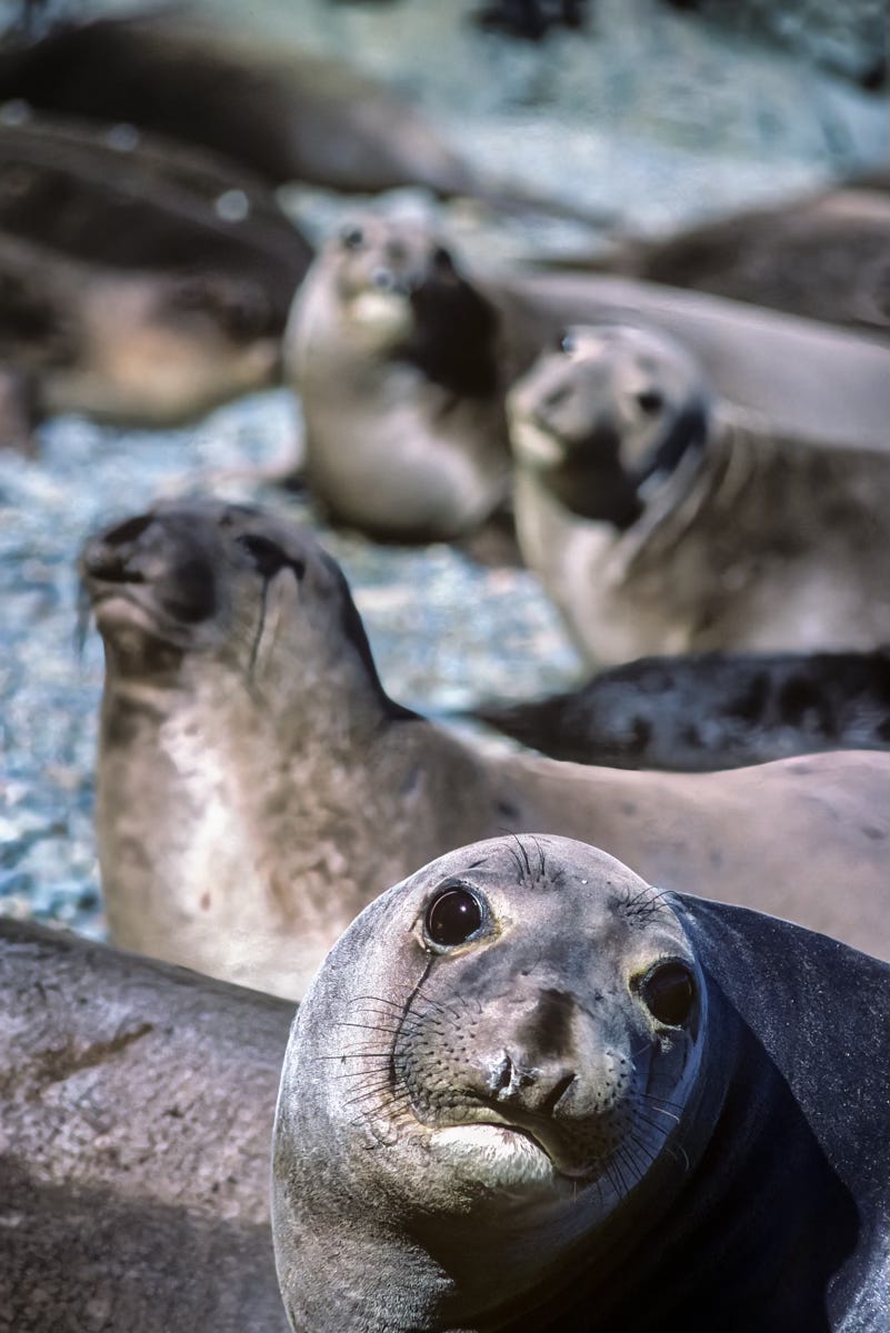 Elephant Seals, Isla de Cedros, Baja California, Mexico