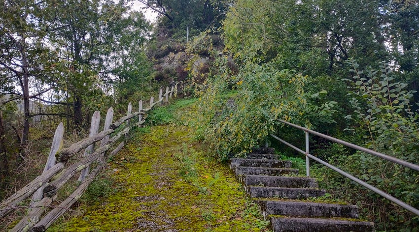 Pista en subida cubierta de verdín