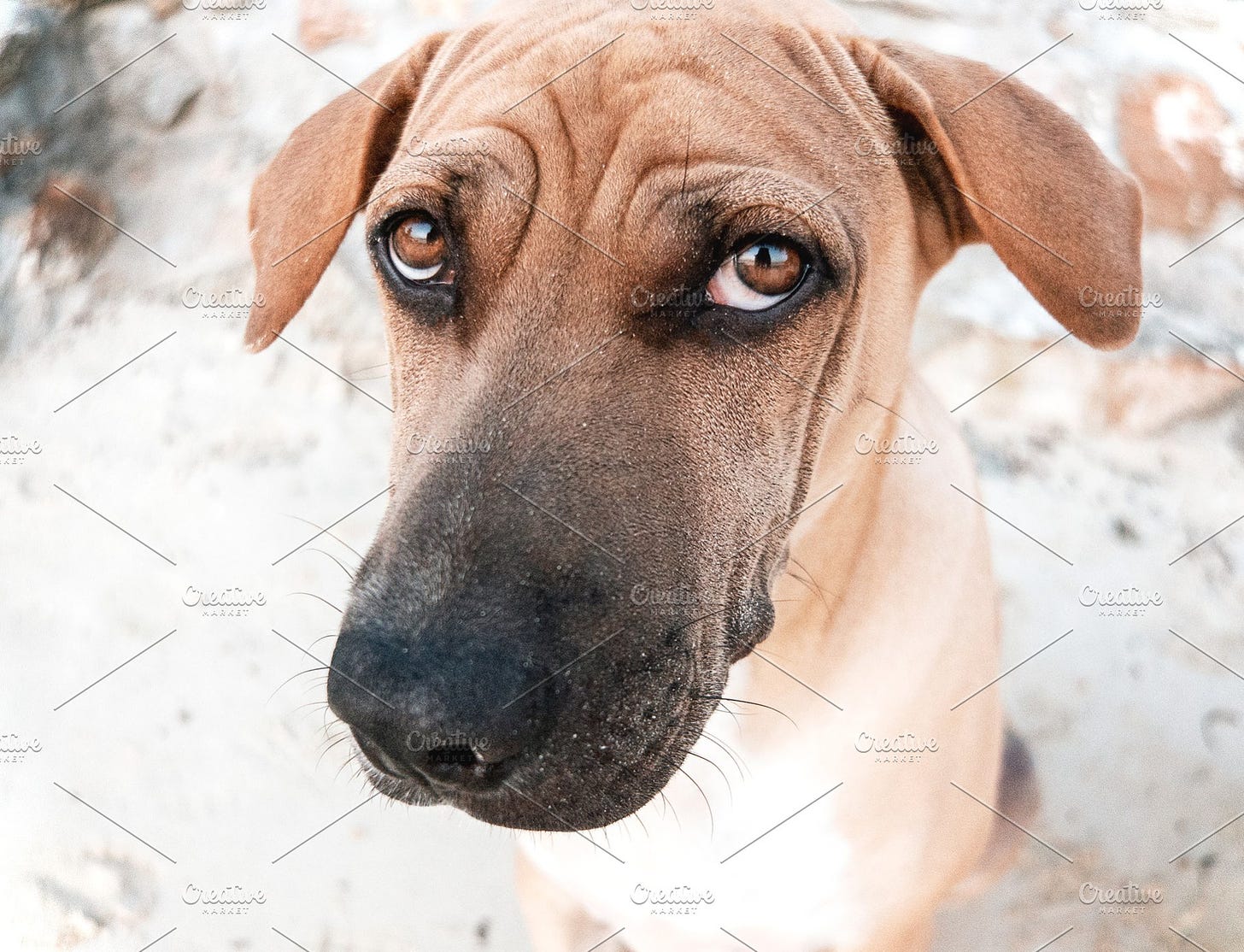 Funny dog face | High-Quality Animal Stock Photos ~ Creative Market