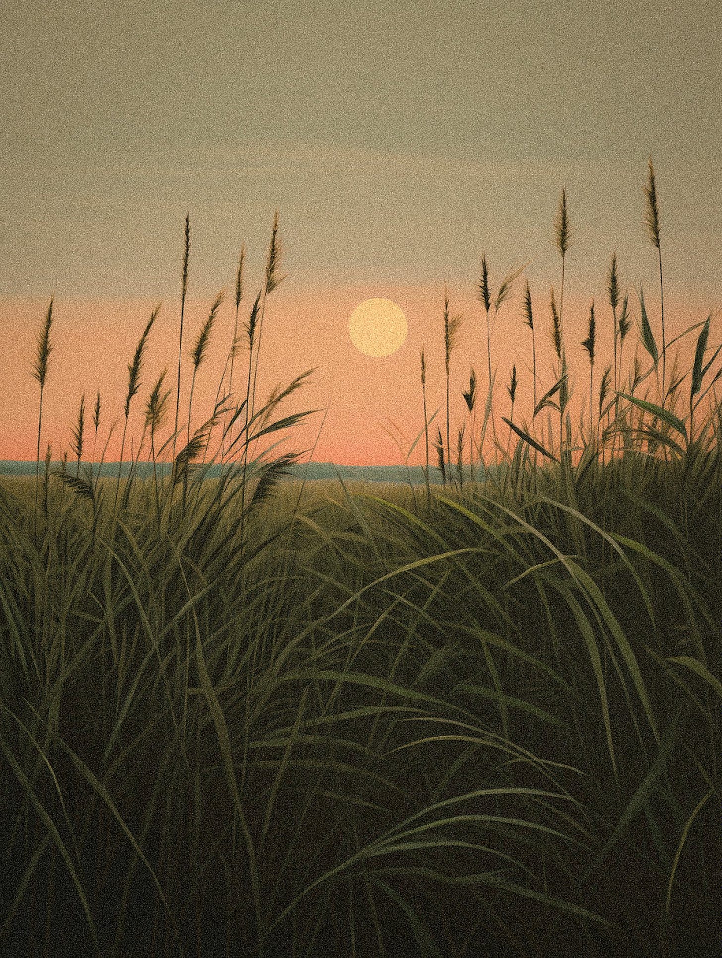 Sunset through fields of wheat