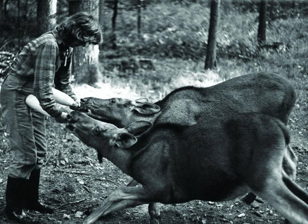 For the animals, she was like a mother – Simona with the twin moose, whom she called Cola and Pepsi, photo: Lech Wilczek