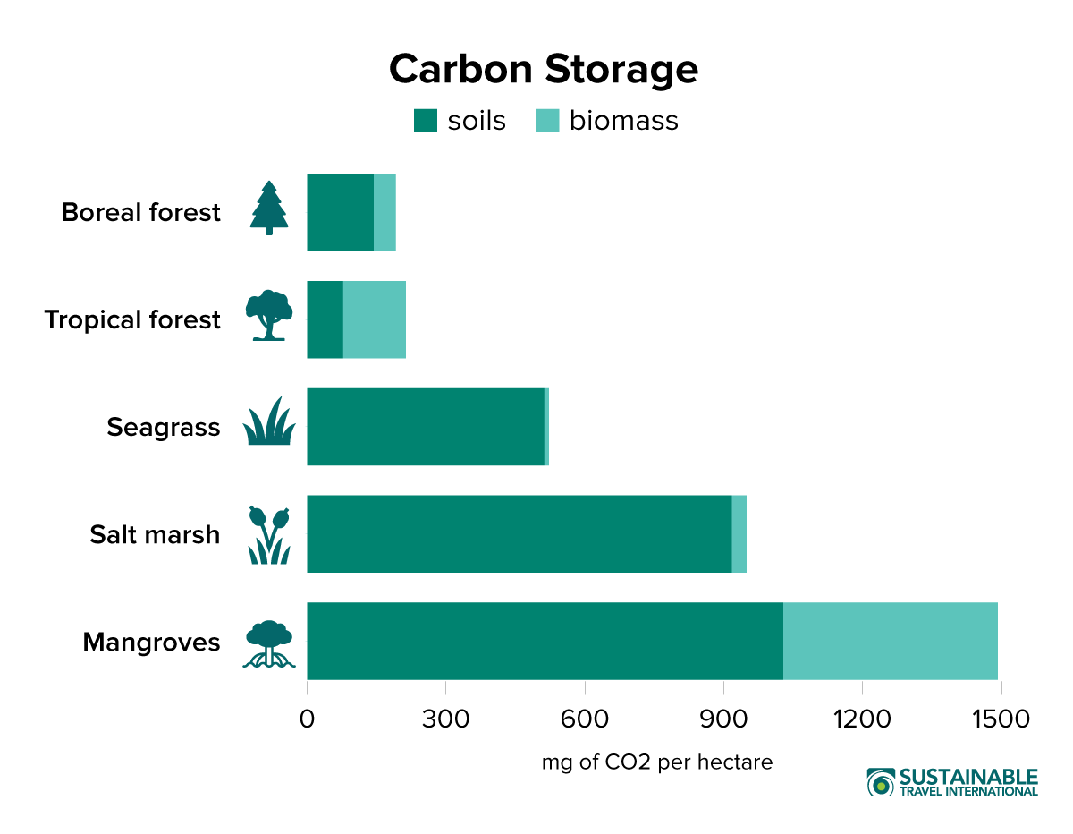 What Is Blue Carbon and Why Does It Matter? - Sustainable Travel International