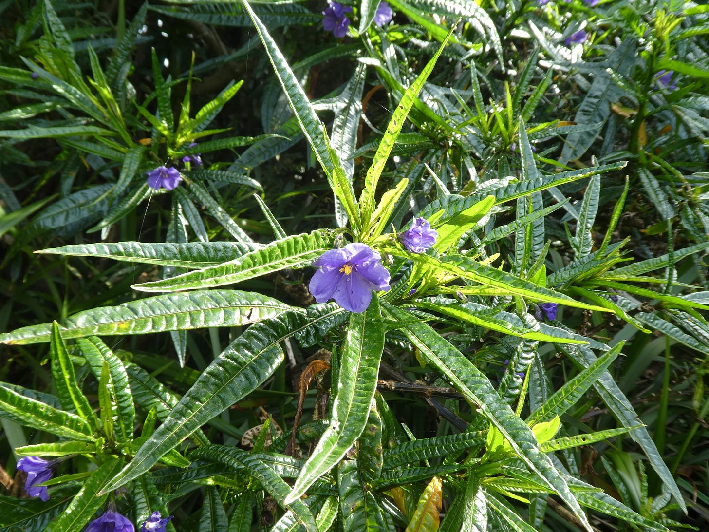 Solanum vescum [foliage & flowers - ATLAS - H. Krajewsky, 2020].jpeg