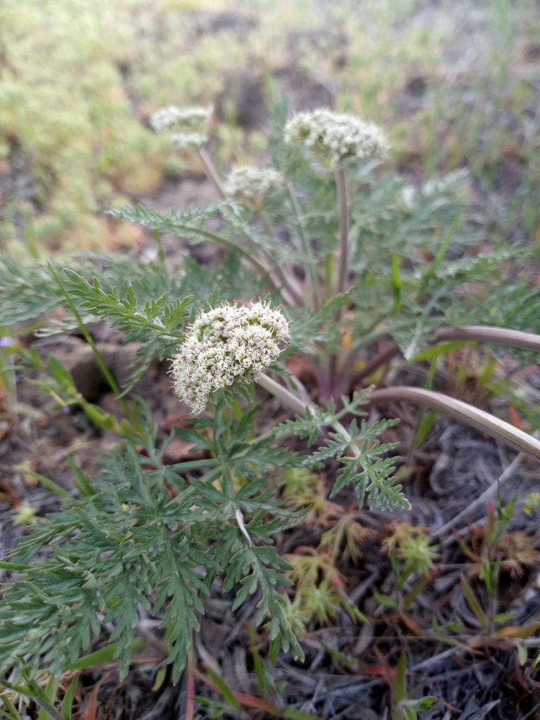Photo 2: Biscuitroot (Lomatium Nevadenses)