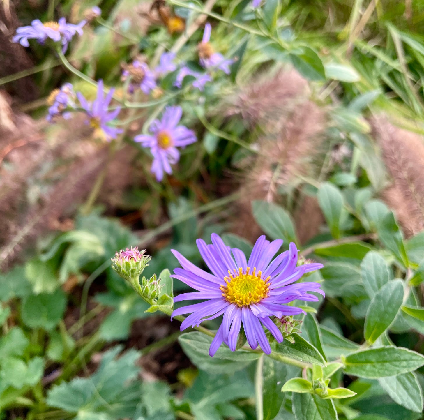 Aster frikartii 'Mönch' in the Ruin garden.