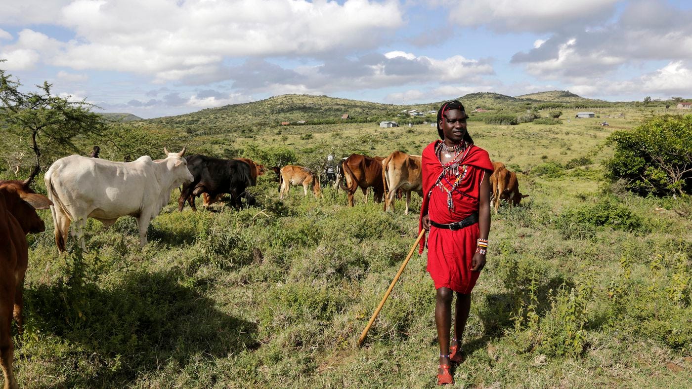 To slow climate change and wildlife extinctions, listen to the Maasai - Vox