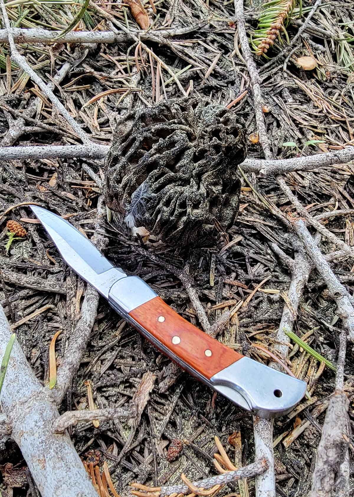 A burn morel with my pocket knife nearby.
