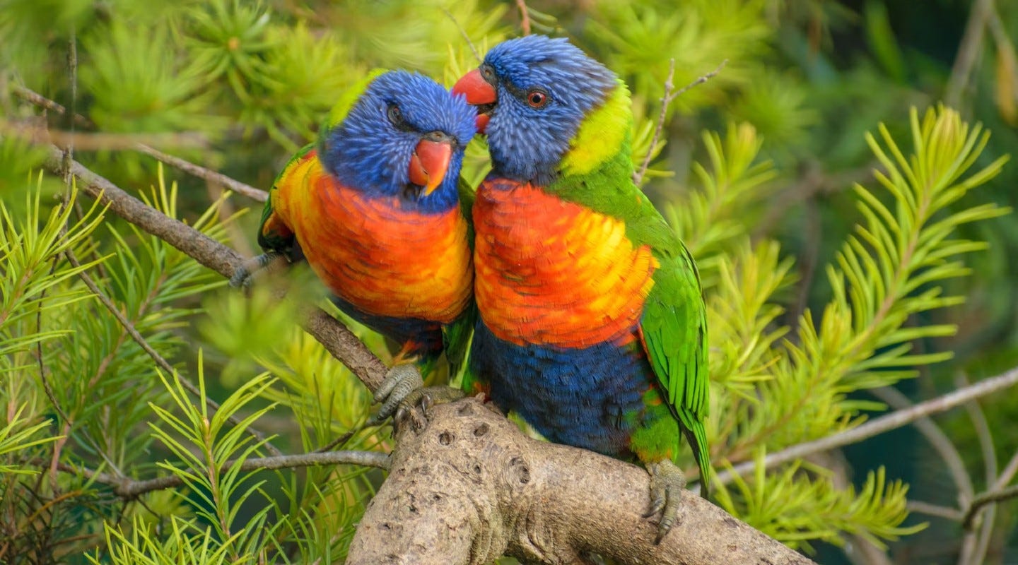 Rainbow Lorikeet - BirdLife Australia
