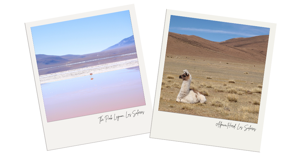 polaroids of the pink lagoon and alpacas