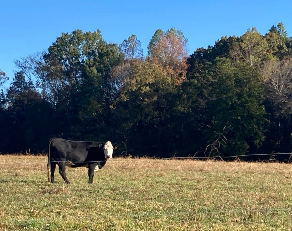 a black and white cow in a field