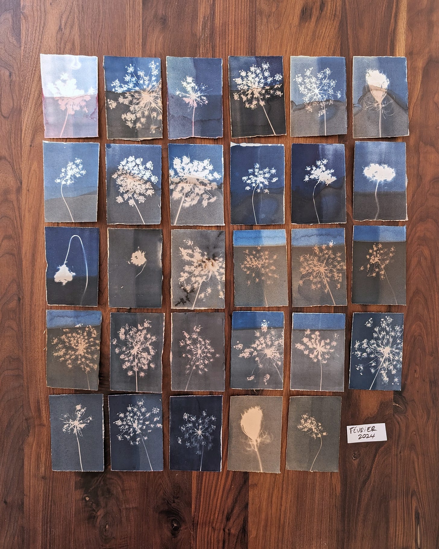 29 cyanotype toned prints for february 2024