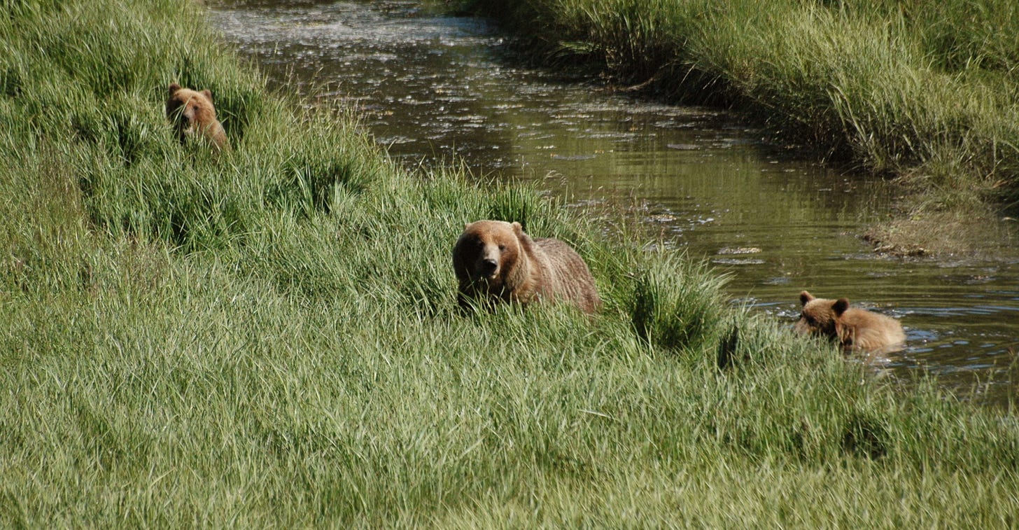 Brown bear with two cubs next to a river, facing camera.
