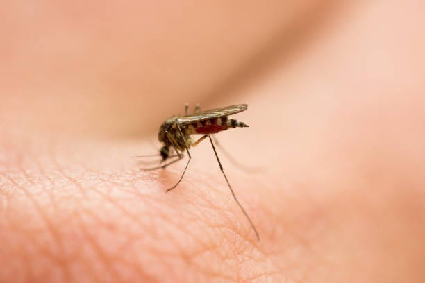 mosquito sucks blood on the arm mosquito sucks blood on the arm, annoying pest, harmful insect mosquito bite stock pictures, royalty-free photos & images