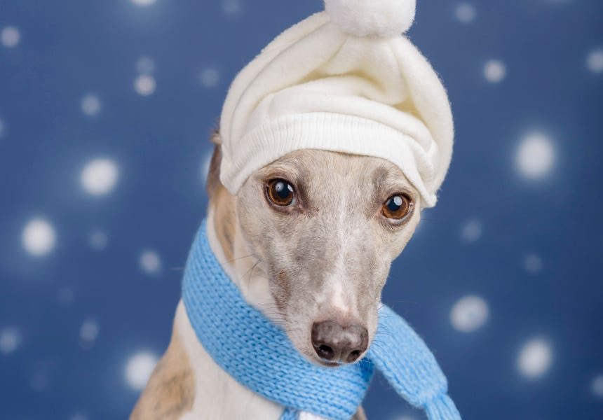 Get Glamour Shots of Your Dog This Weekend