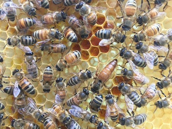 queen honey bee surrounded by worker bees on yellow comb